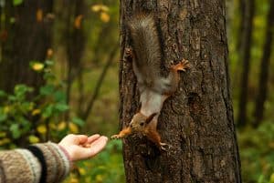 Brown squirrel sitting on a tree with his paw reaches for a woman's hand on which lies a nut