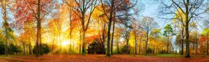 Colorful autumn scenery in a park