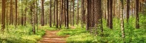 Summer image of a pine forest park pathway