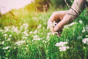 Close up of a woman hand gathering flowers in a meadow